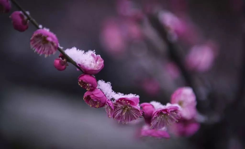 小寒是什么意思,小寒节气