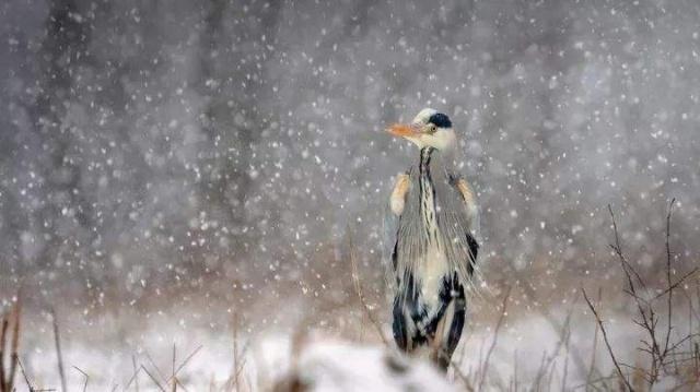 大雪三候